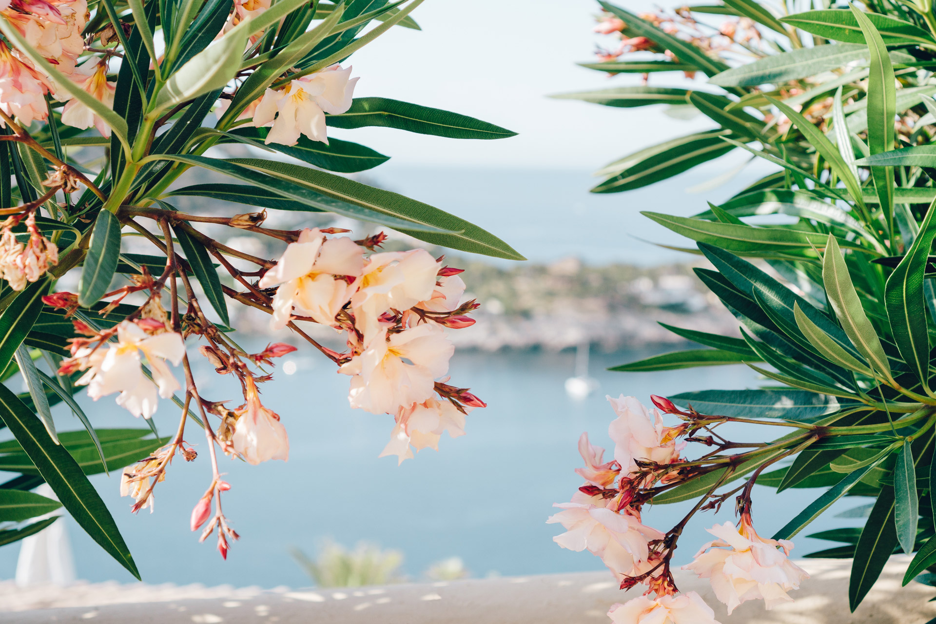 giardino mediterraneo in fiore rosa