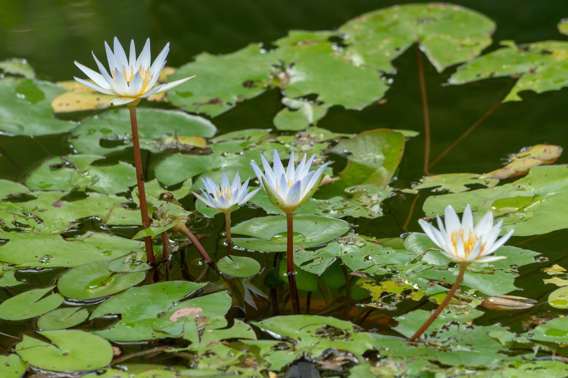 bellissimo lotus pianta acquatica su un laghetto