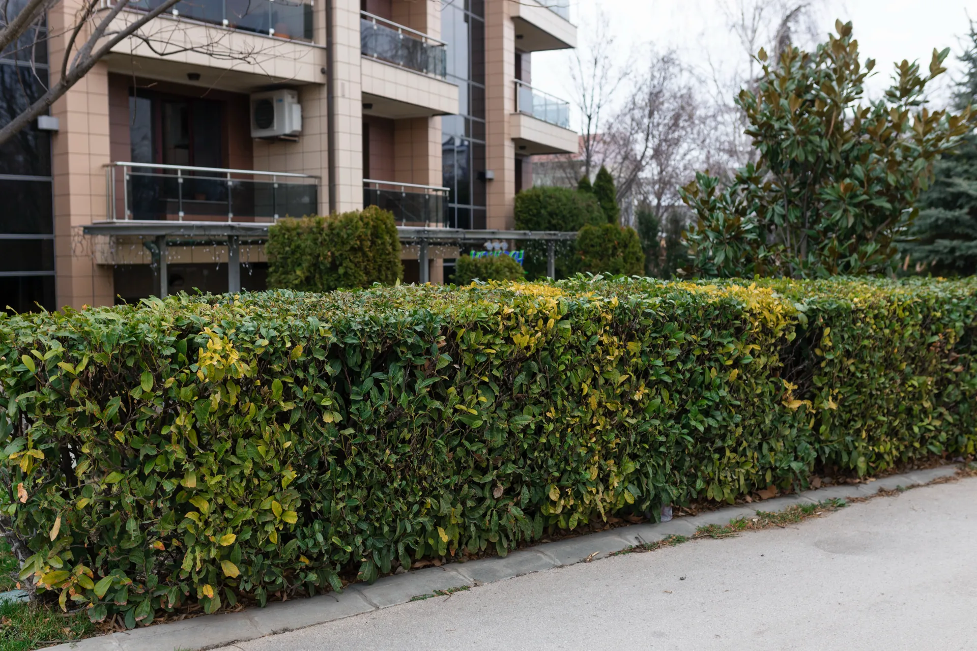 siepe da giardino davanti ad edifico condominiale